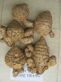 Nghệ Trắng